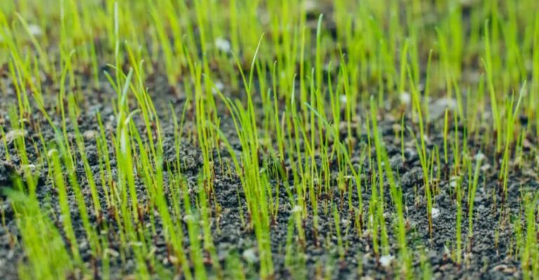How Often Should You Water New Fescue Seed During A Dry North Carolina Fall?