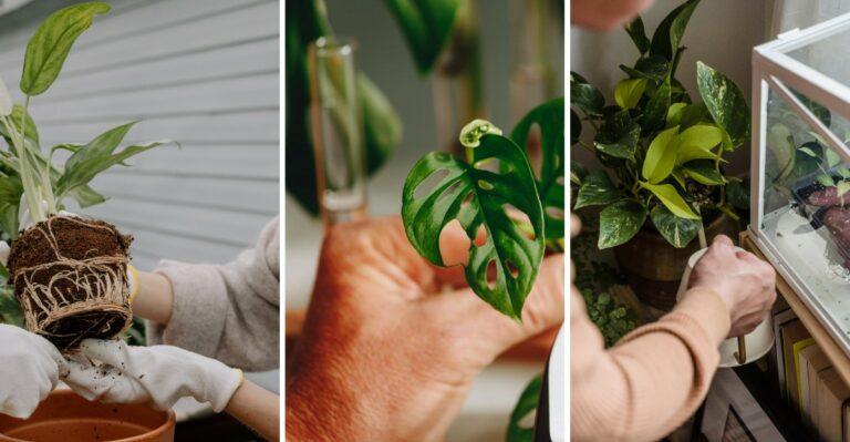 8 Houseplant Jobs To Finish Before Bringing Them Indoors This Fall