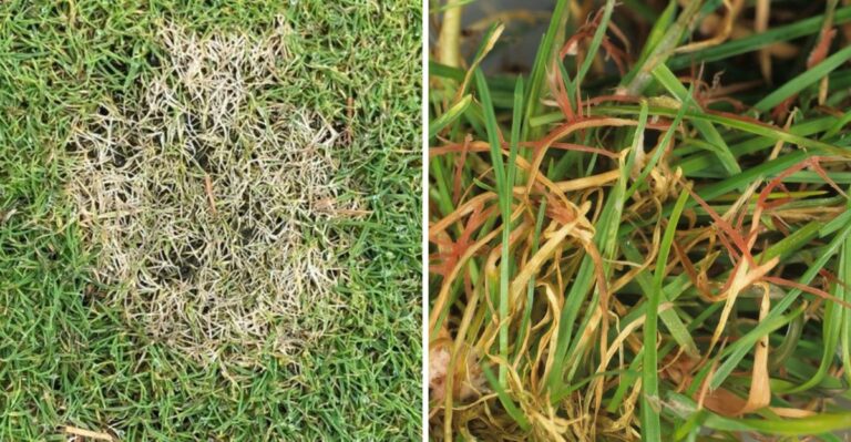 The Tiny Spots On Lawn Blades That Can Explain A California Lawn’s October Decline