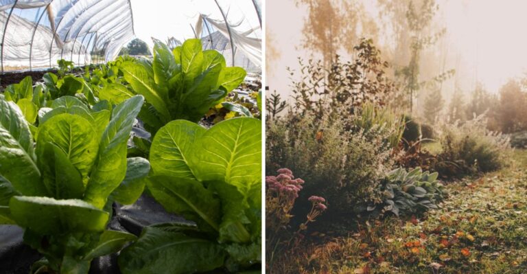 Why Shorter Days Slow Your North Carolina Fall Garden Even When It’s Mild Out