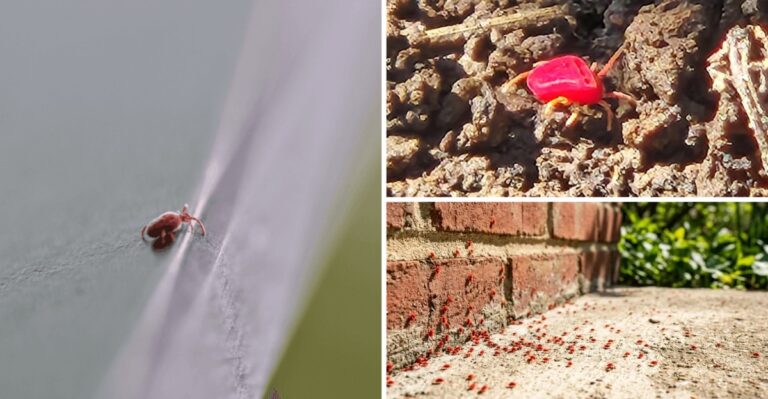 Tiny Red Specks Are Crawling Across Sunny Indiana Walls This Fall