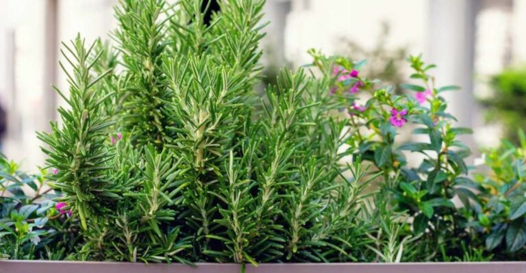 Why Georgia Homeowners Keep Rosemary Near The Front Door