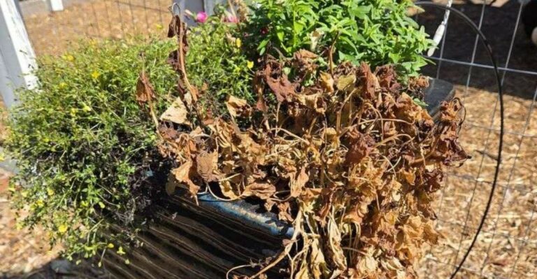 Why A Quick Drop From 80 Degrees To Freezing Is Tougher On Michigan Plants Than A Slow Cool Down