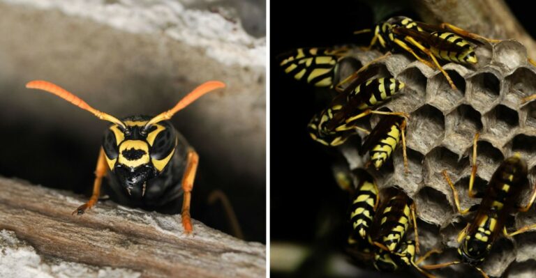 What To Do If You Spot A Yellow Jacket Nest In Your New York Yard This Fall