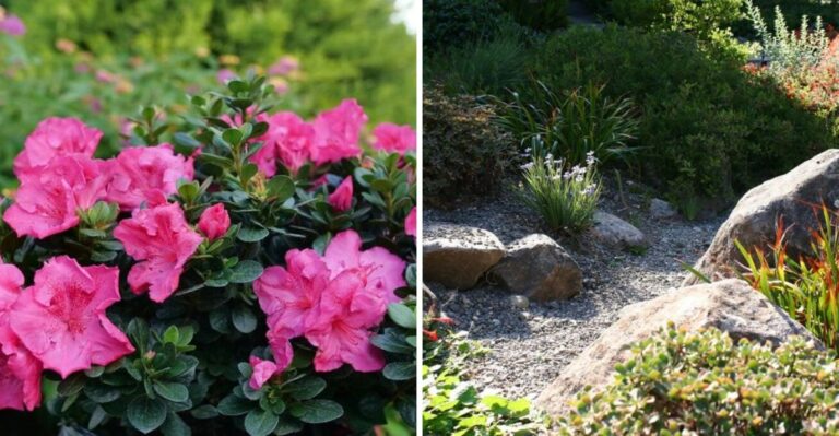 Why California Homeowners Keep Replacing These Popular Foundation Plants