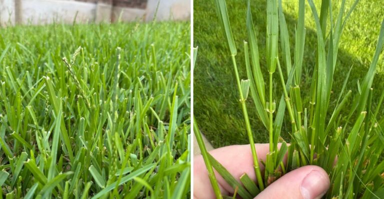 Why This Invasive Grass Is Quietly Taking Over Pennsylvania Lawns