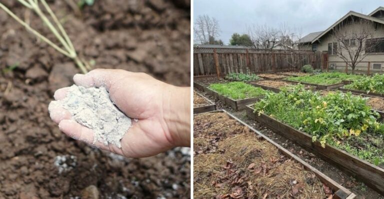 What North Carolina Vegetable Beds Need Before The First Frost Arrives