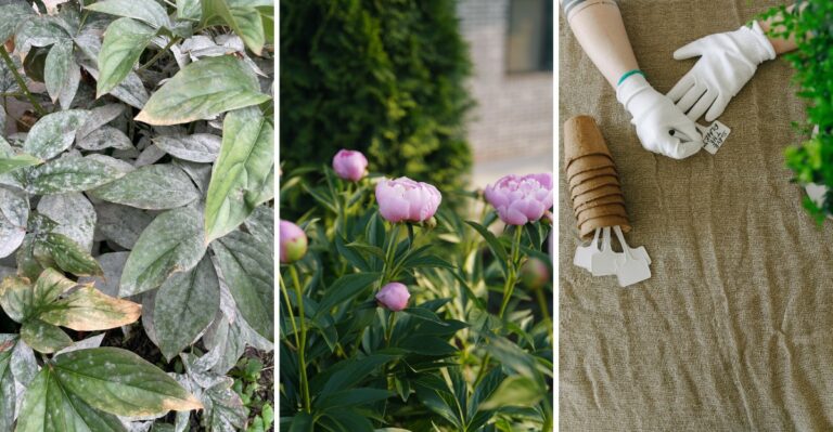 6 Jobs You Should Do With Peonies Before Winter (And 4 To Avoid)