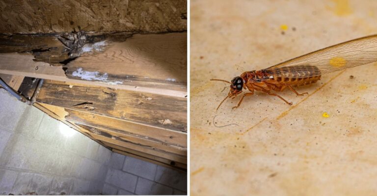 What It Means When Termites Swarm Your California Yard After Rain