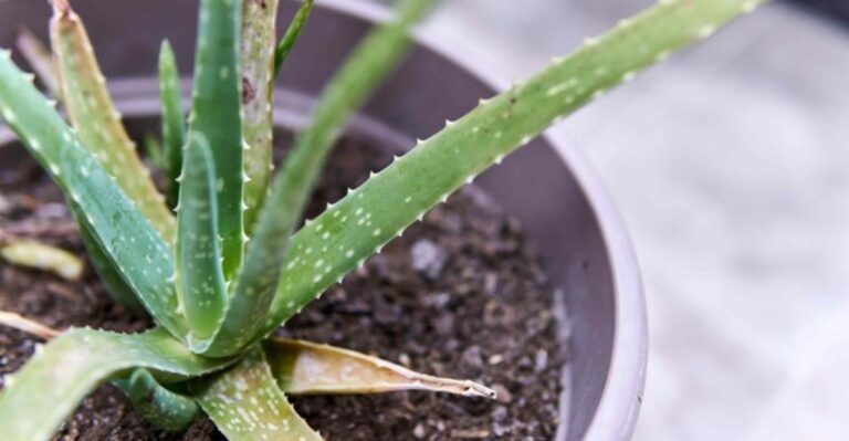 7 Reasons Why Your Aloe Vera Is Turning Brown Or Mushy