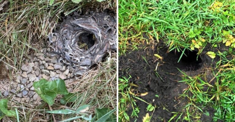 What Those Small Holes Spreading Across Your California Lawn Could Actually Mean
