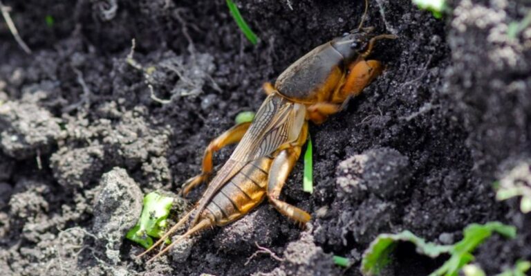 The Underground Lawn Pest That Can Make Florida Bahia Grass Feel Loose Under Your Feet