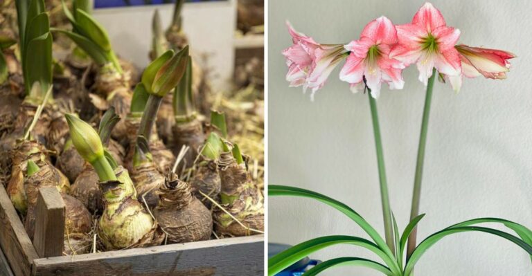 Last Year’s Amaryllis Bulb May Need A Rest To Bloom Again In Georgia