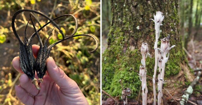 7 Halloween Plants That Can Help Spookify Your Texas Garden
