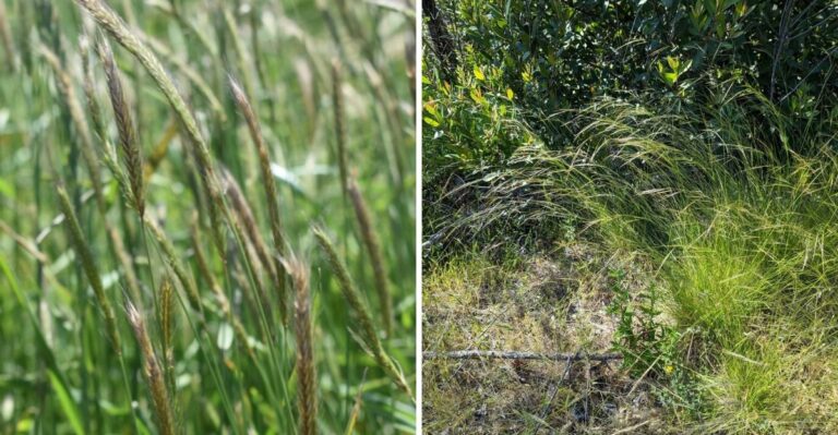 8 California Native Grasses That Establish Well With Fall Planting