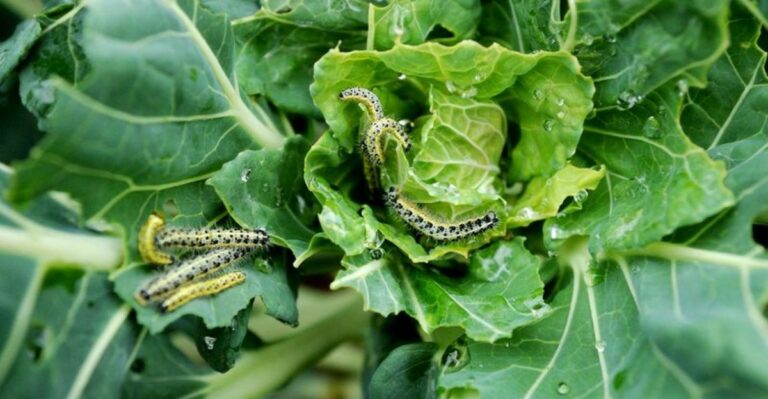 What Temperature Gets Rid Of Cabbage Worms? Indiana Gardeners Are Asking As Fall Brassicas Get Chewed