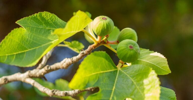 The One Fall Task That Keeps California Fig Trees Productive Next Summer