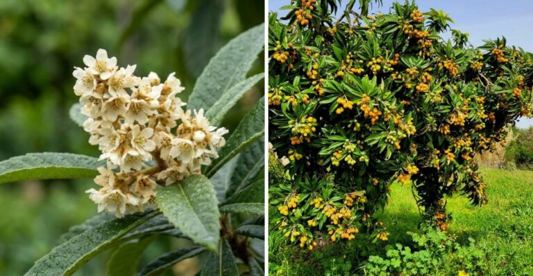 Georgia Loquat Trees Can Start Blooming Just As Other Trees Slow Down For Fall