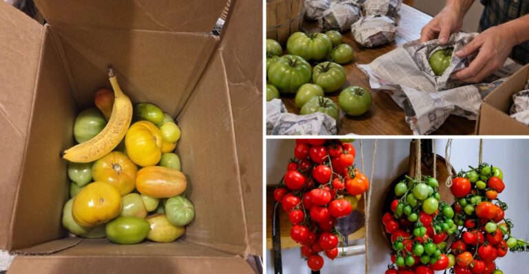 How To Ripen Green Tomatoes Indoors After The Season Ends