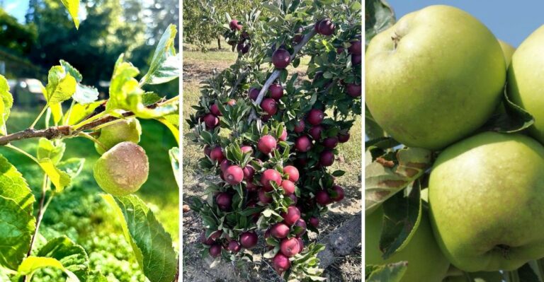 The Forgotten Virginia Apples Every Heritage Orchard Should Grow