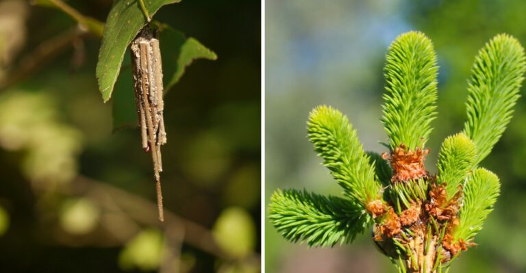 Brown Cones Dangling From New Jersey Evergreens Are Not Pinecones And Often Hold Eggs