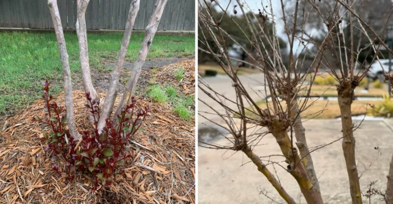 The One Thing You Should Never Do To Crape Myrtles In Texas This Fall