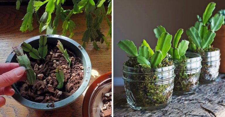 Don’t Toss The Christmas Cactus Pieces That Break Off In Michigan, Root Them Instead