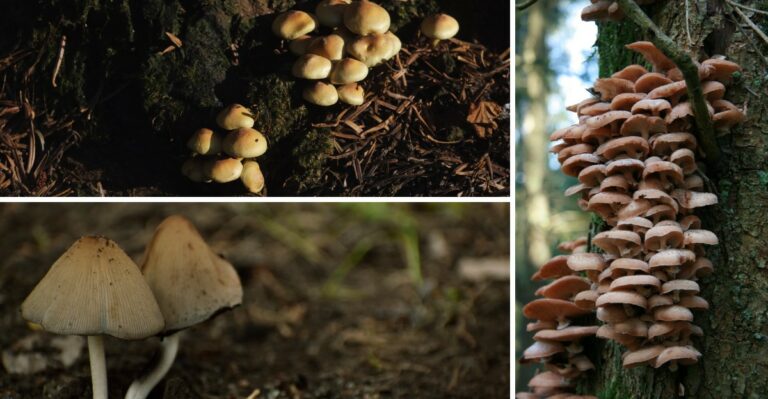 What Mushrooms After Rain Are Really Telling You About Your Soil