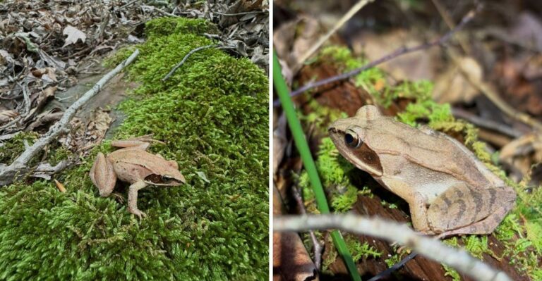 The Pennsylvania Frog That Freezes In Winter And Comes Back To Life In Spring