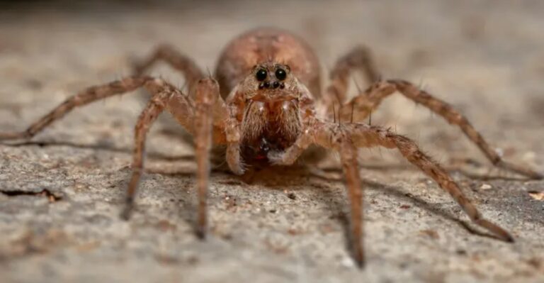 Wolf Spiders Start Appearing Inside Georgia Homes As Fall Nights Get Cooler