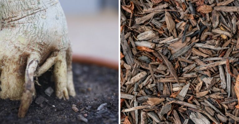 How To Mulch Hydrangeas Before The First Freeze (And Protect Next Year’s Blooms)
