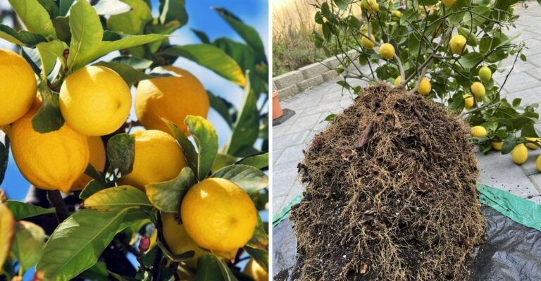 Why California Citrus Roots Stay Active Even As Nights Cool