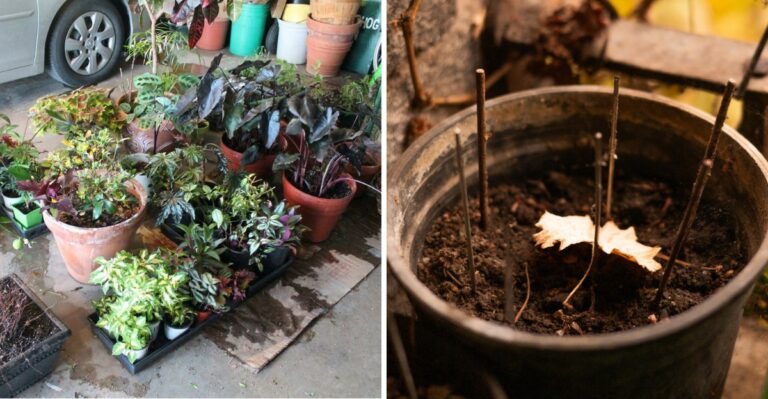 The Unheated Garage Trick Alabama Gardeners Use To Save Potted Perennials This Winter