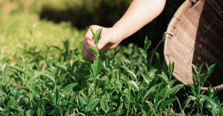 You Can Grow Your Own Tea In New Jersey And It Is Closer Than You Think