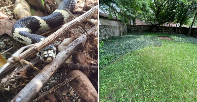 Removing This One Plant Type Cuts Snake Sightings In California Yards