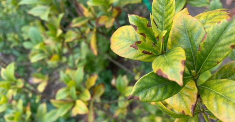 Why Your California Gardenia Has Yellow Leaves Even Though You Keep Fertilizing It
