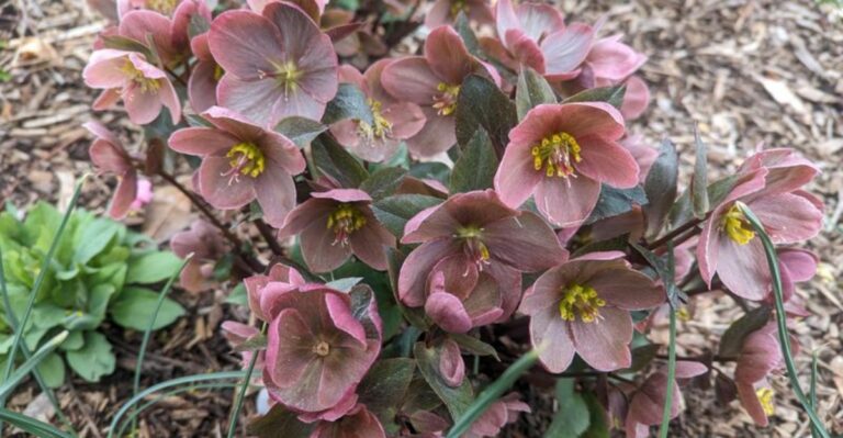 Lenten Roses Planted This Fall Bring Winter Blooms To Shady Georgia Yards