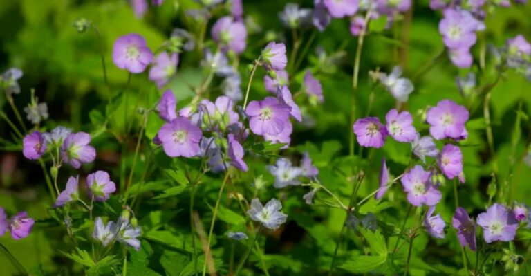 Plant These Georgia Native Flowers In Fall And Spring Brings The Payoff