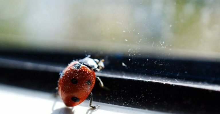 Why Lady Beetles Gather On Your Windows In Fall (And What To Do)