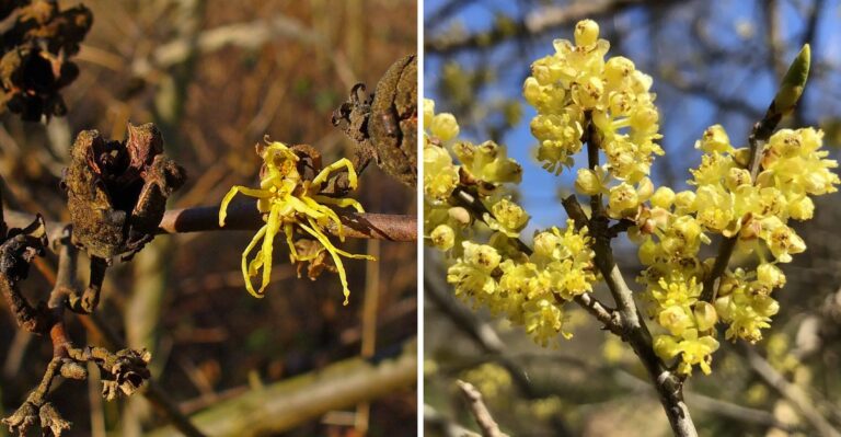 8 Native Shrubs That Replace Bradford Pear in Virginia Yards