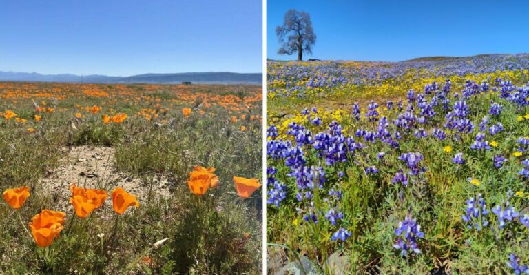 How To Sow California Wildflower Seeds Without Losing Them To Birds And Wind