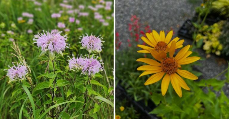 Sow These Pennsylvania Native Seeds This Fall For Blooms Next Summer