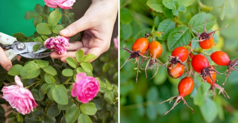 Why California Gardeners Should Wait To Prune Roses Until The Nights Turn Cold