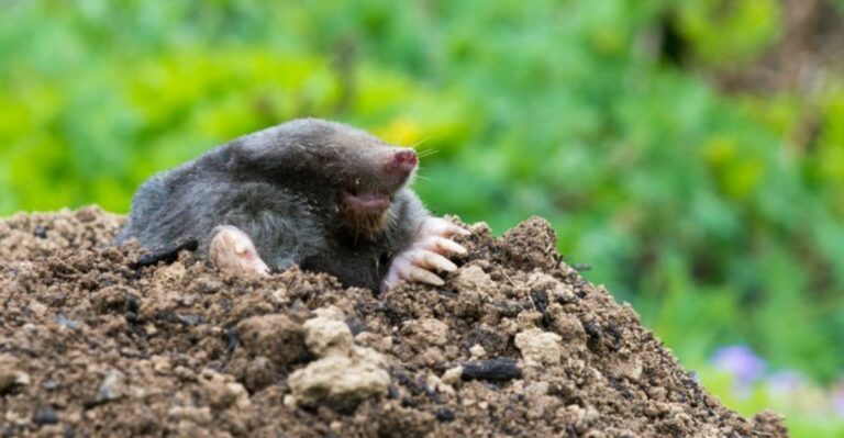 Kitchen Staples California Gardeners Use To Discourage Moles In The Yard