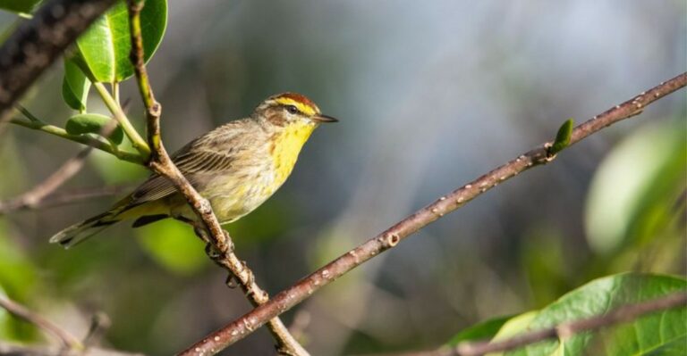 What Florida Yards Need For Migrating Warblers To Stop And Refuel