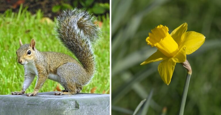 The Ohio Bulbs Squirrels Leave Alone – Plant These If Your Tulips Keep Disappearing