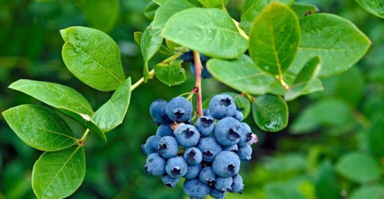 The Cold-Climate Berry Louisiana Gardeners Are Proving Can Grow Here