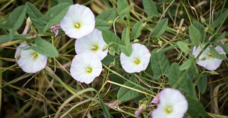 The Vine That Keeps Coming Back In California  No Matter How Many Times You Cut It