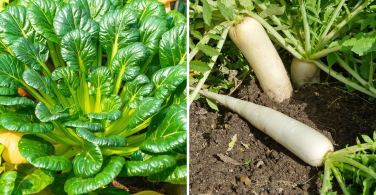 The Asian Vegetables California Gardeners Are Planting Now For Winter Harvests