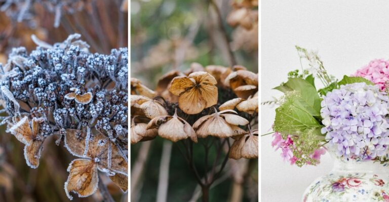 Still Cutting Back Hydrangea Blooms? Here’s When To Stop For The Year